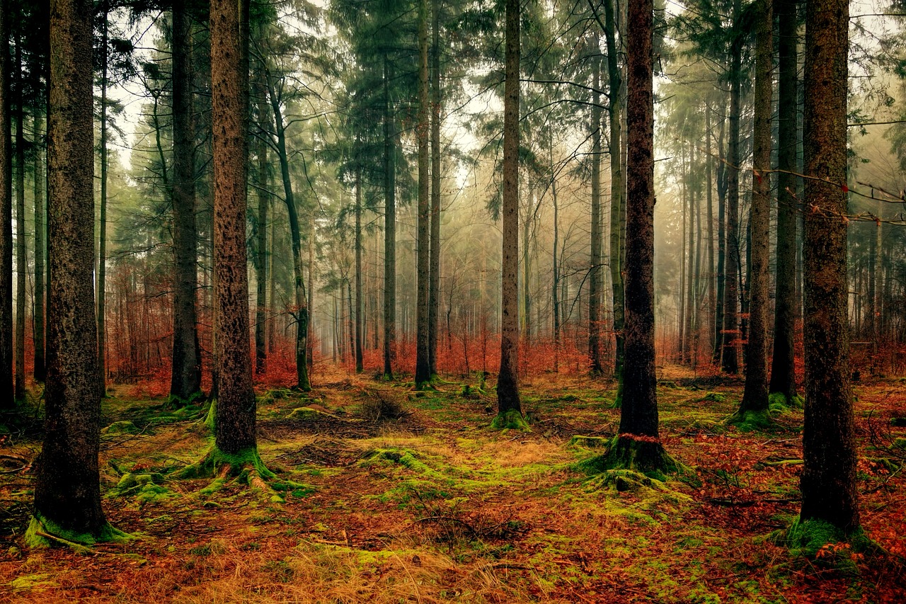 Coniferous Biome